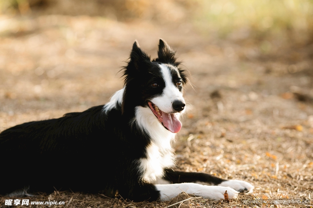 边境牧羊犬