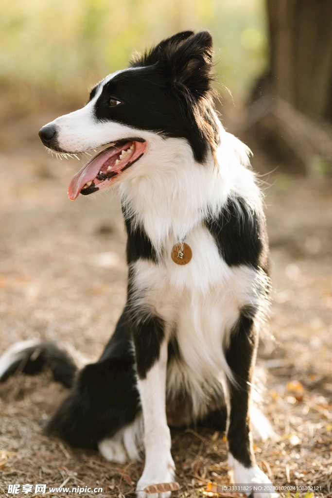 边境牧羊犬