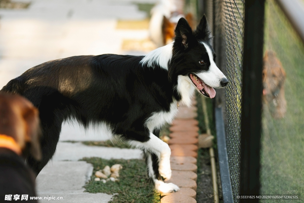 边境牧羊犬