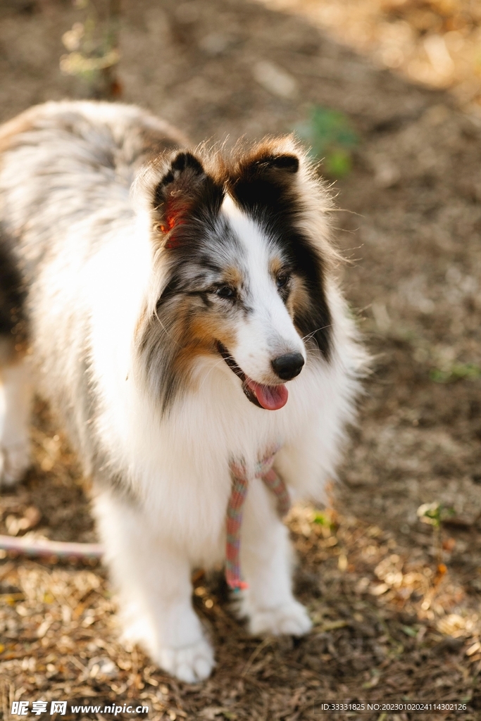 边境牧羊犬