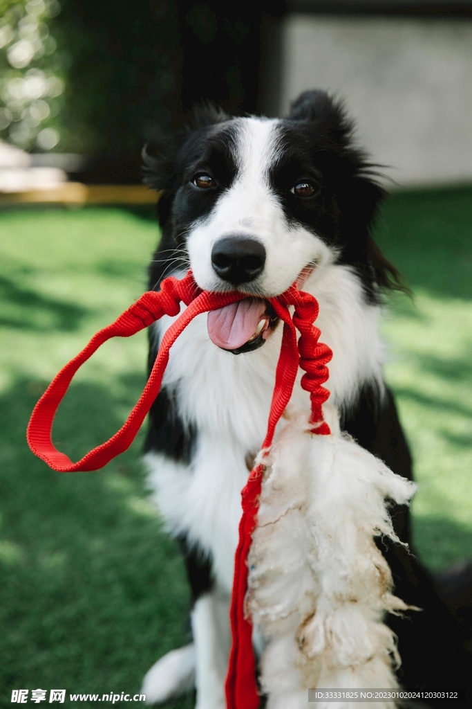 边境牧羊犬
