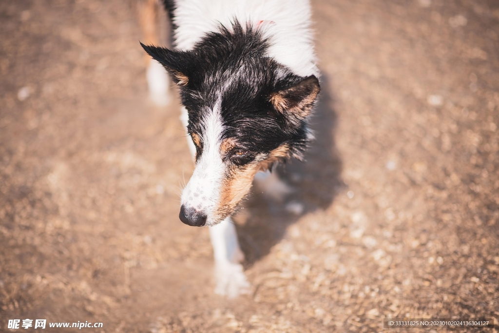 边境牧羊犬