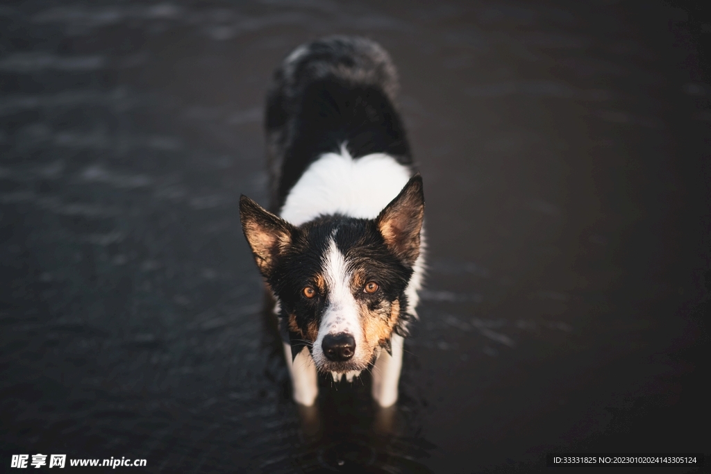 边境牧羊犬