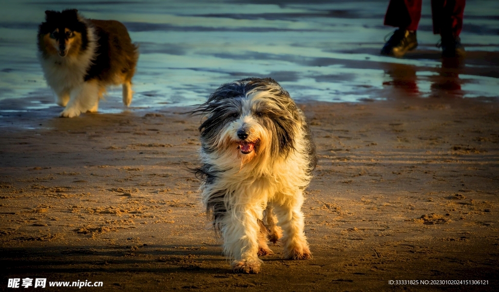 边境牧羊犬