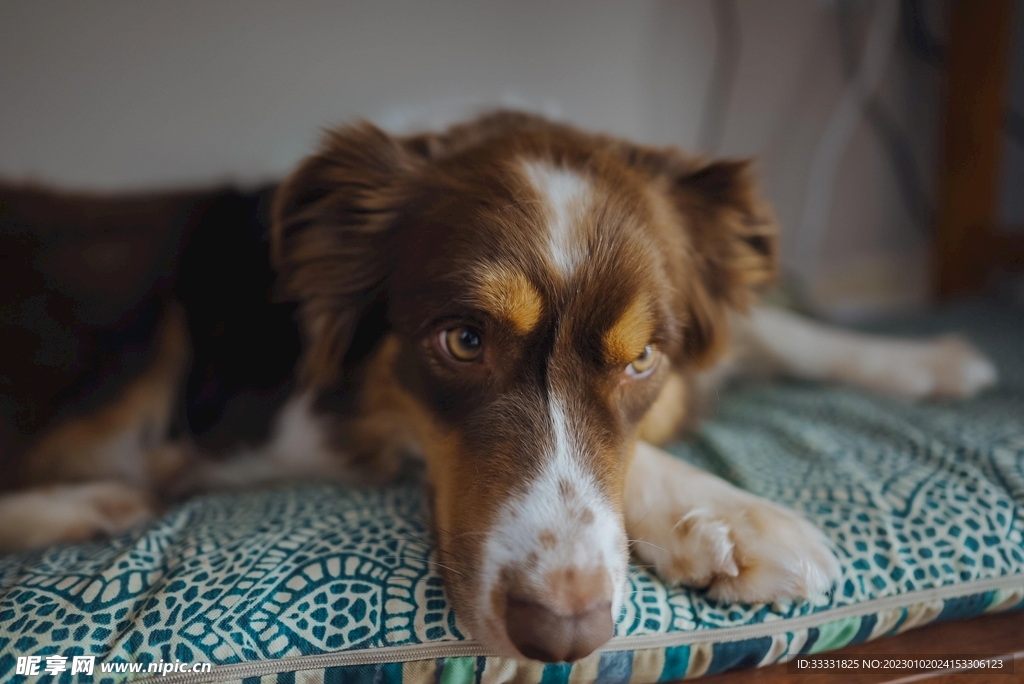 边境牧羊犬