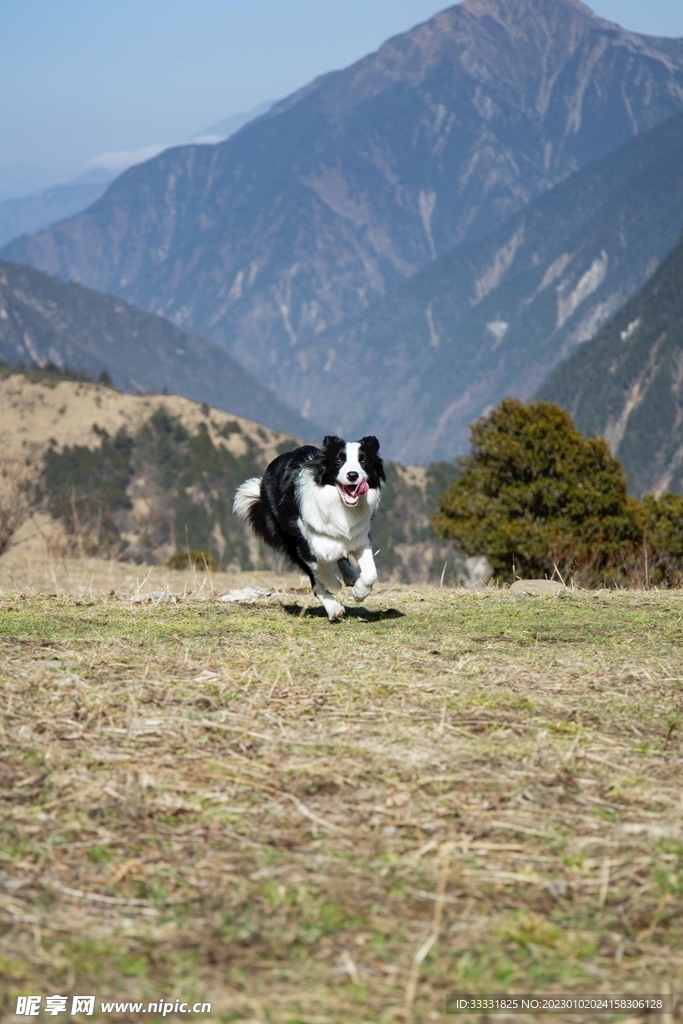 边境牧羊犬