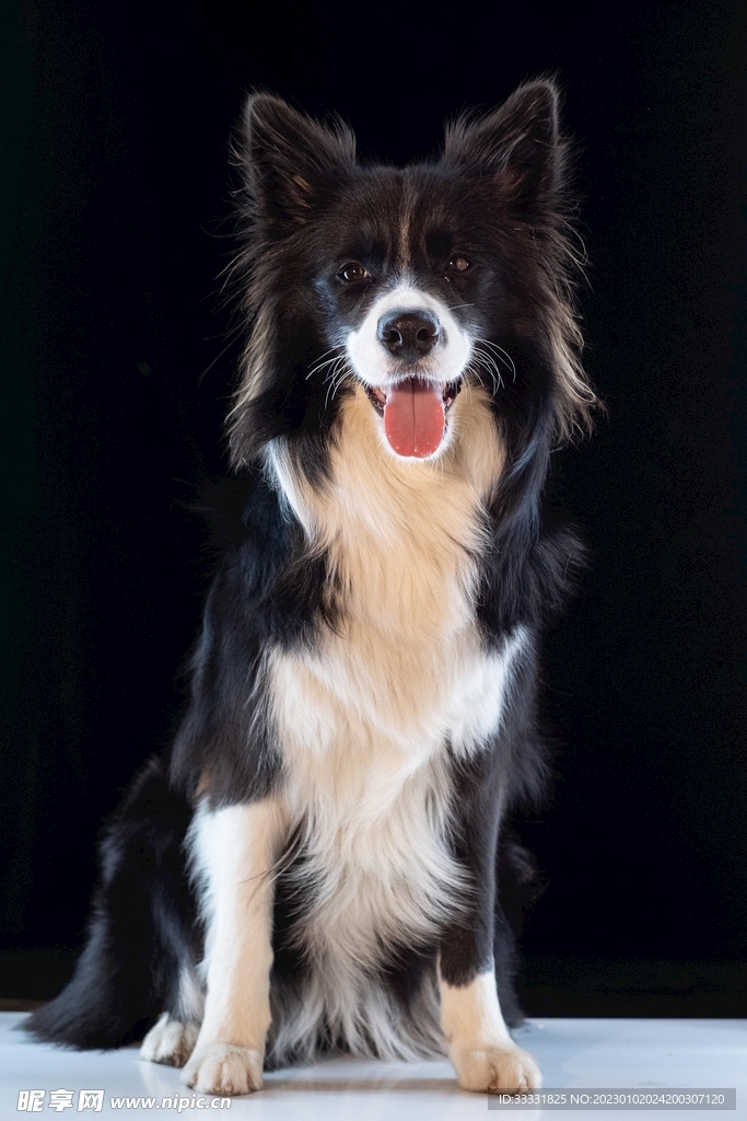 边境牧羊犬