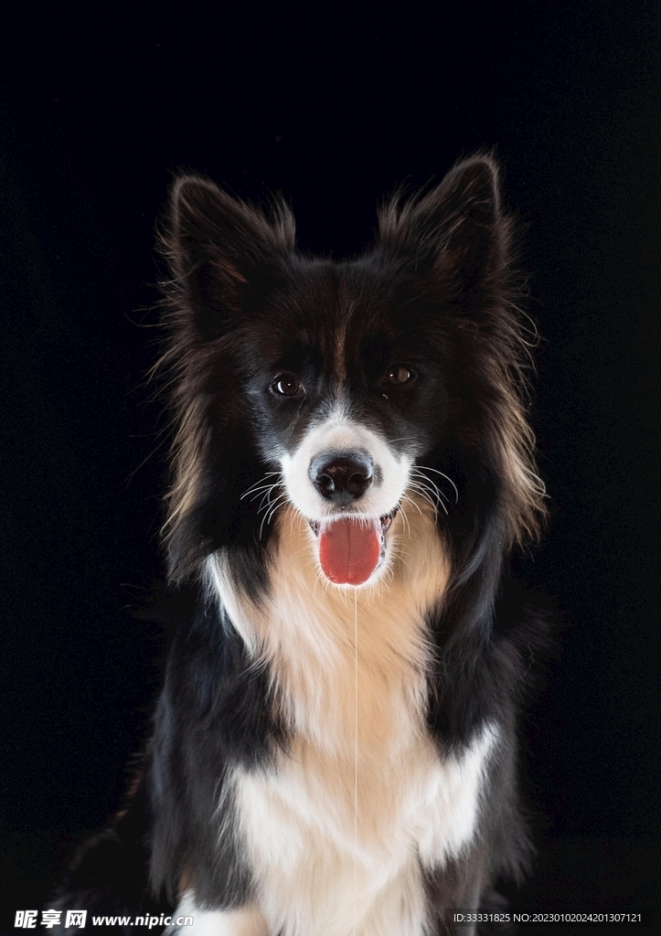 边境牧羊犬