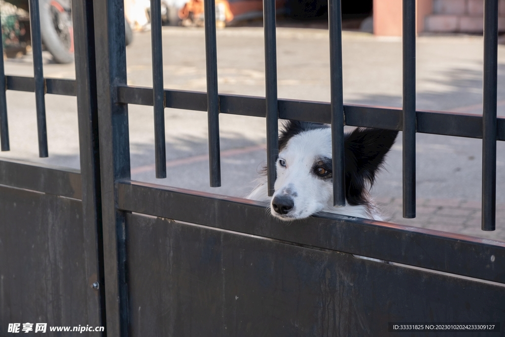 边境牧羊犬
