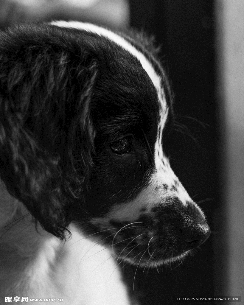 边境牧羊犬