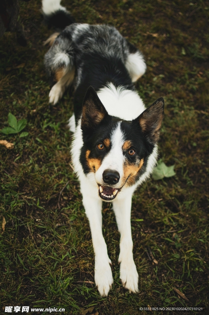 边境牧羊犬
