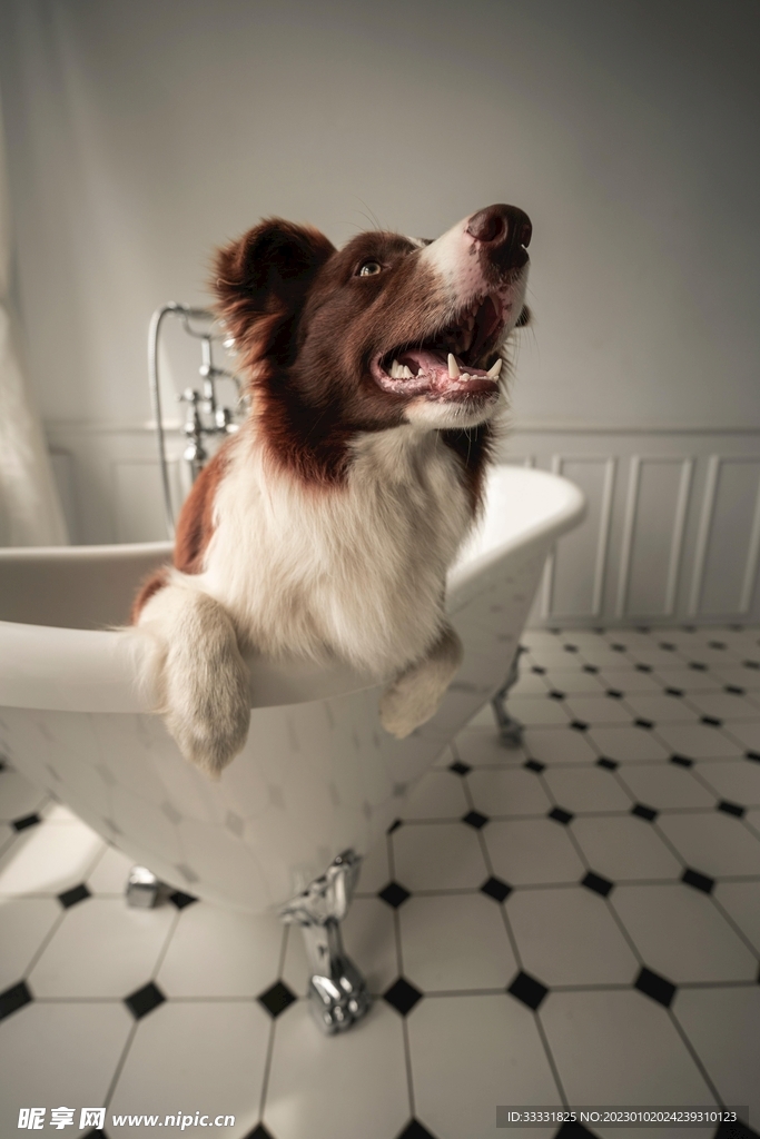 边境牧羊犬