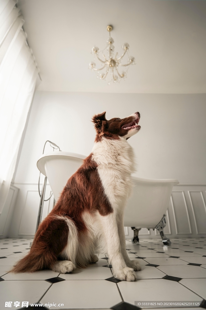 边境牧羊犬