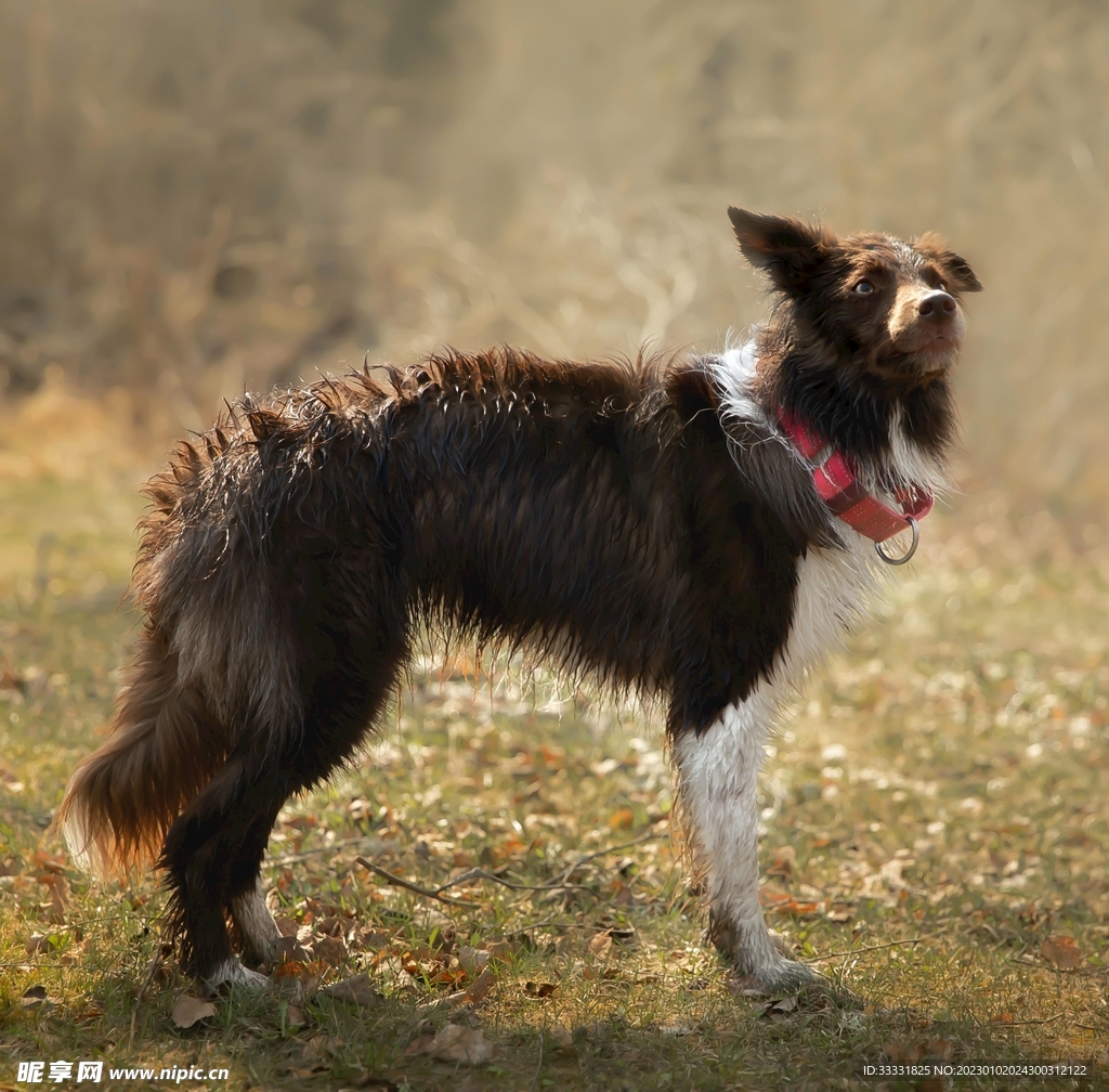 边境牧羊犬