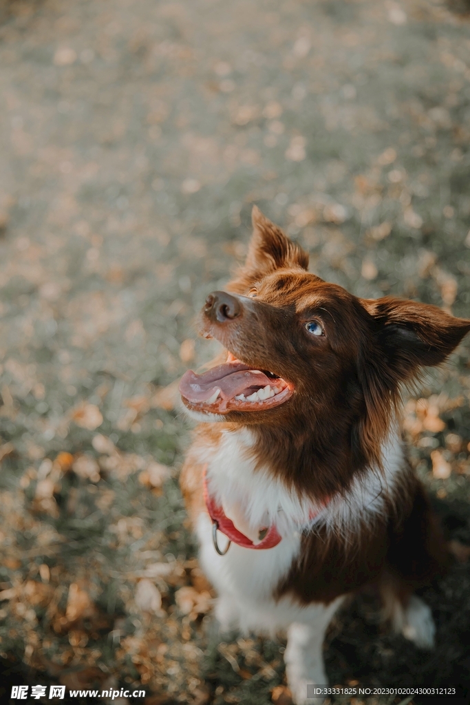 边境牧羊犬