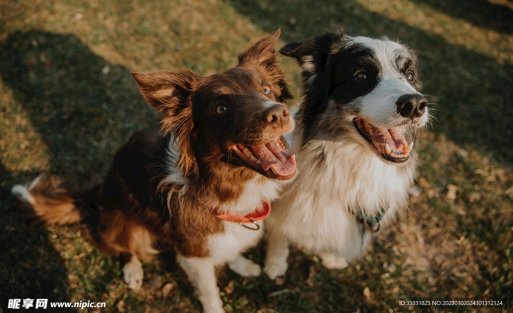 边境牧羊犬