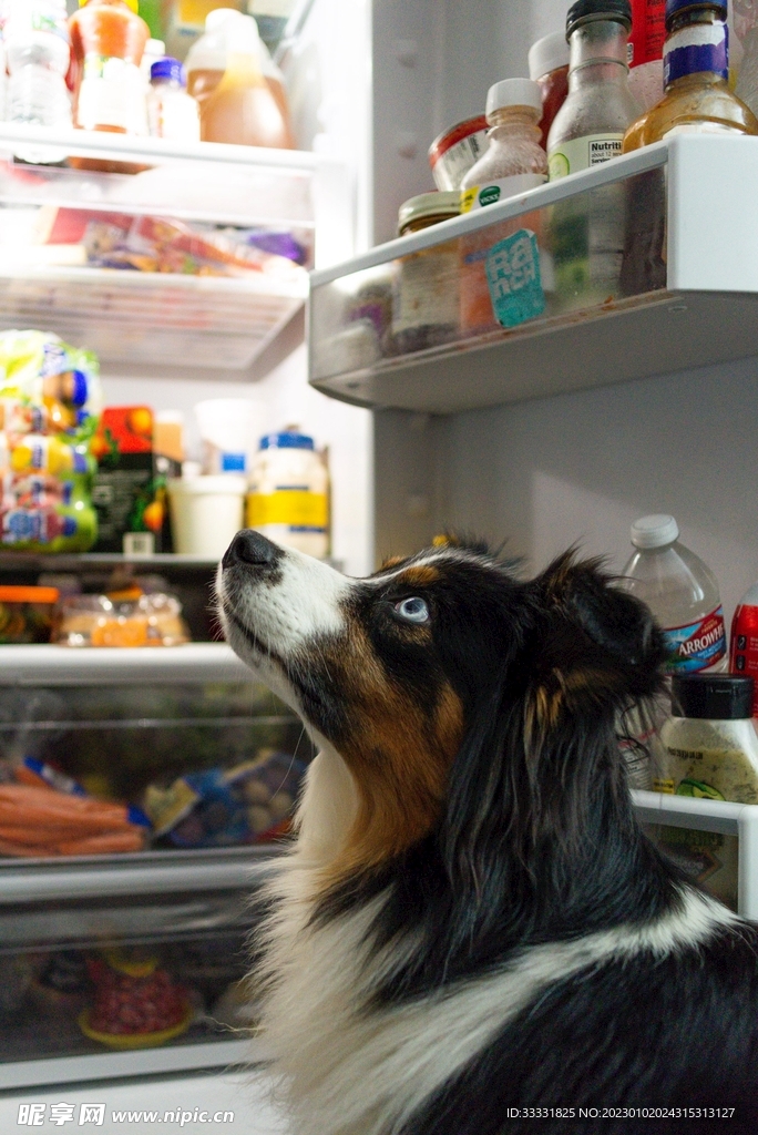 边境牧羊犬