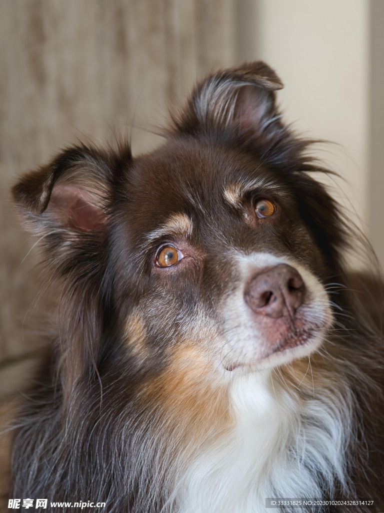 边境牧羊犬