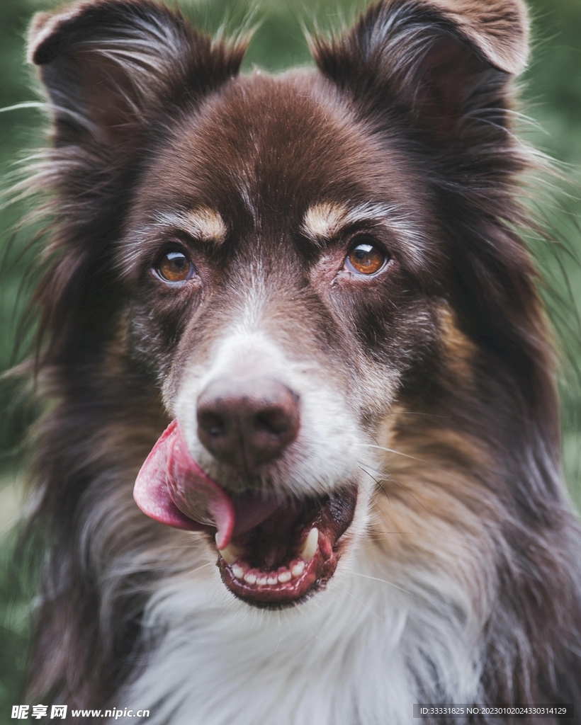 边境牧羊犬