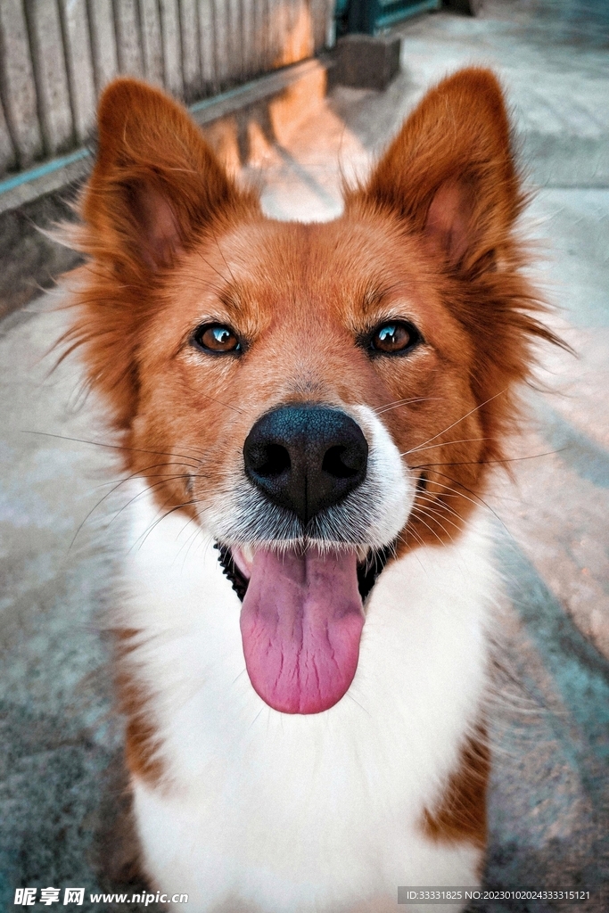 边境牧羊犬