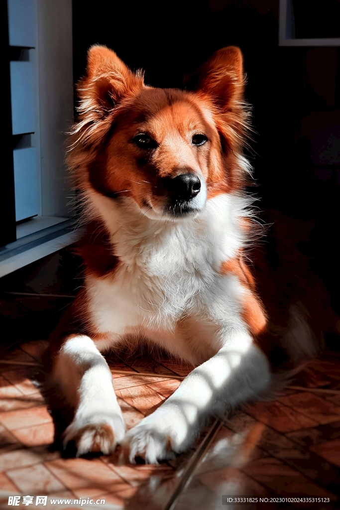 边境牧羊犬