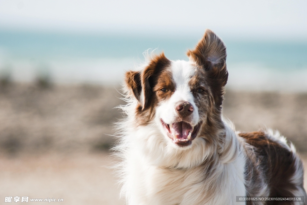 边境牧羊犬