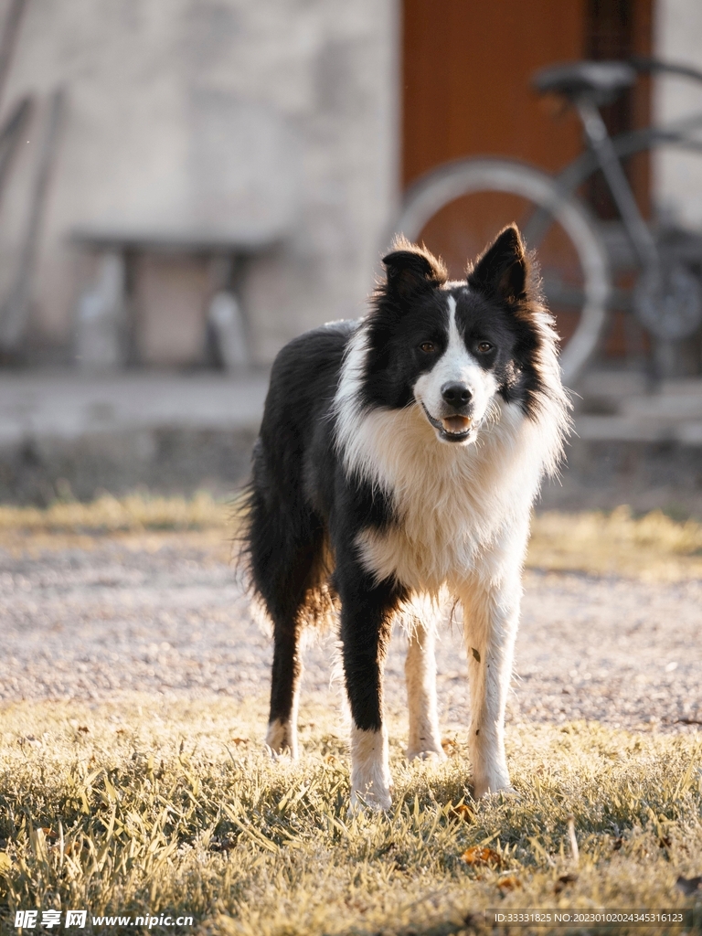 边境牧羊犬