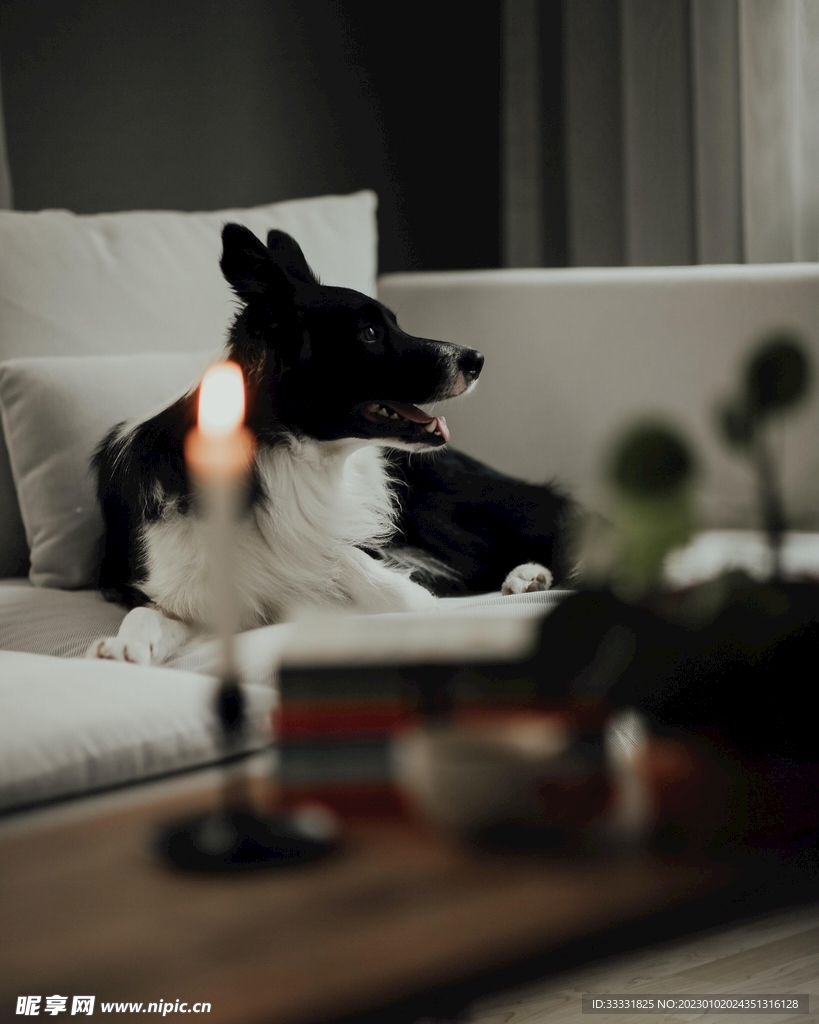 边境牧羊犬