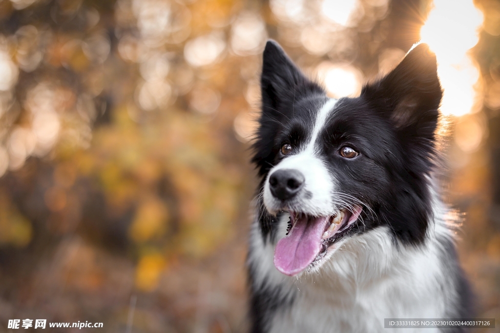 边境牧羊犬