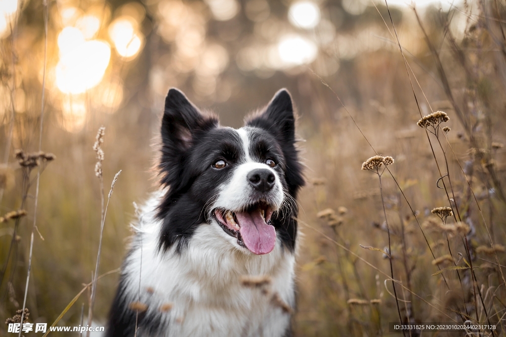 边境牧羊犬