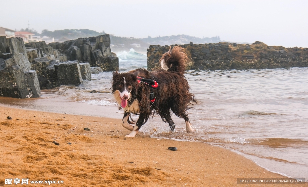 边境牧羊犬