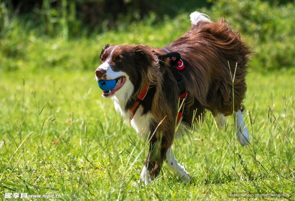 边境牧羊犬
