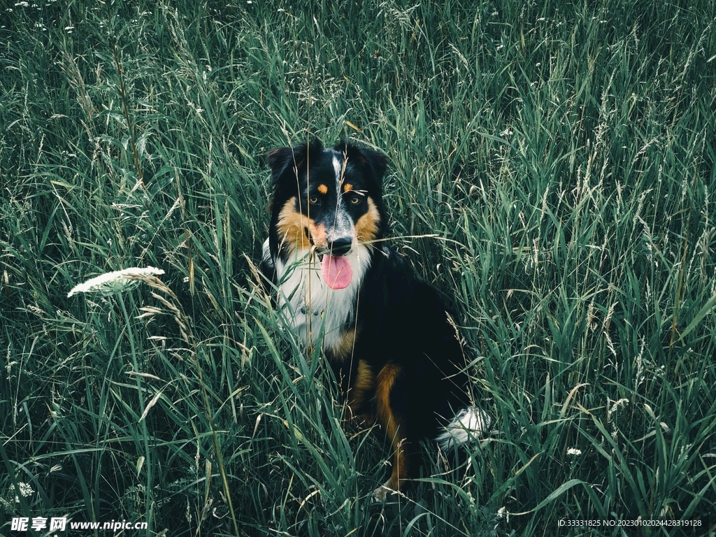 边境牧羊犬
