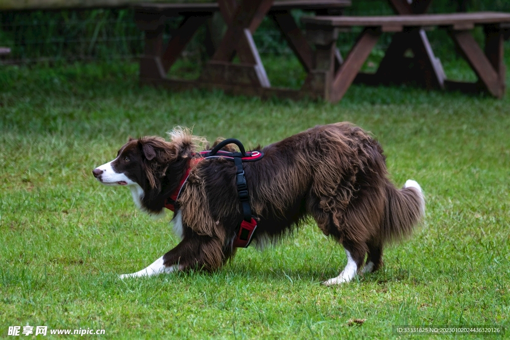 边境牧羊犬