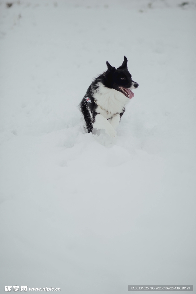 边境牧羊犬