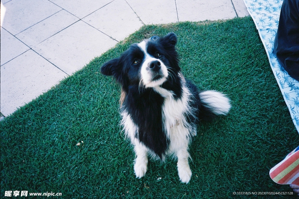 边境牧羊犬