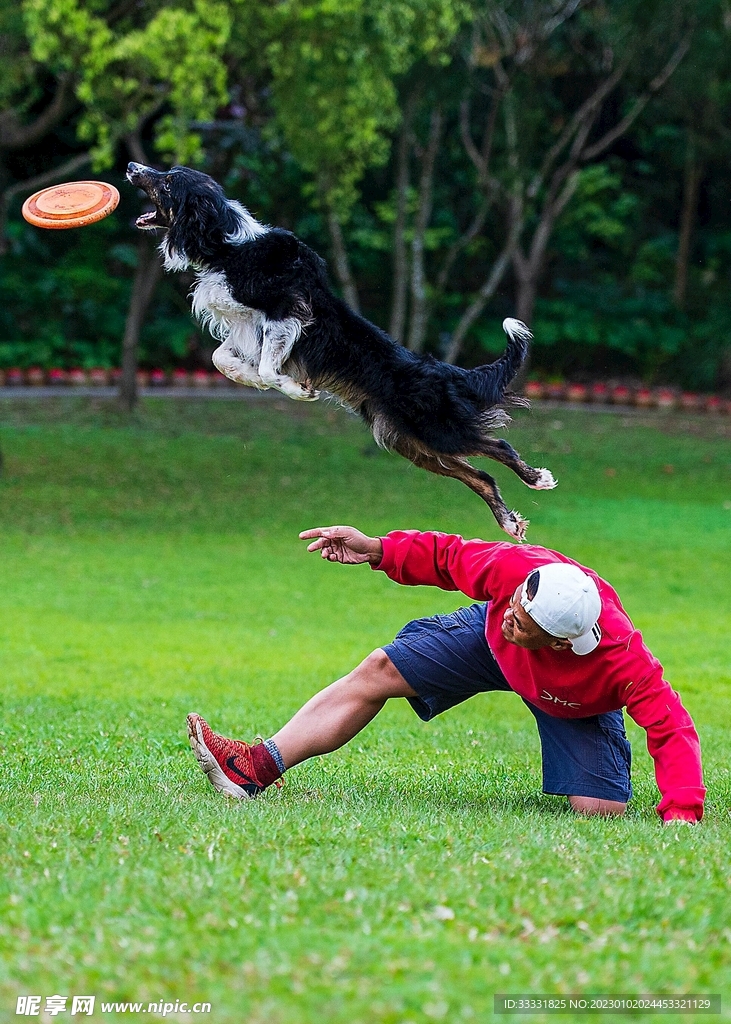 边境牧羊犬