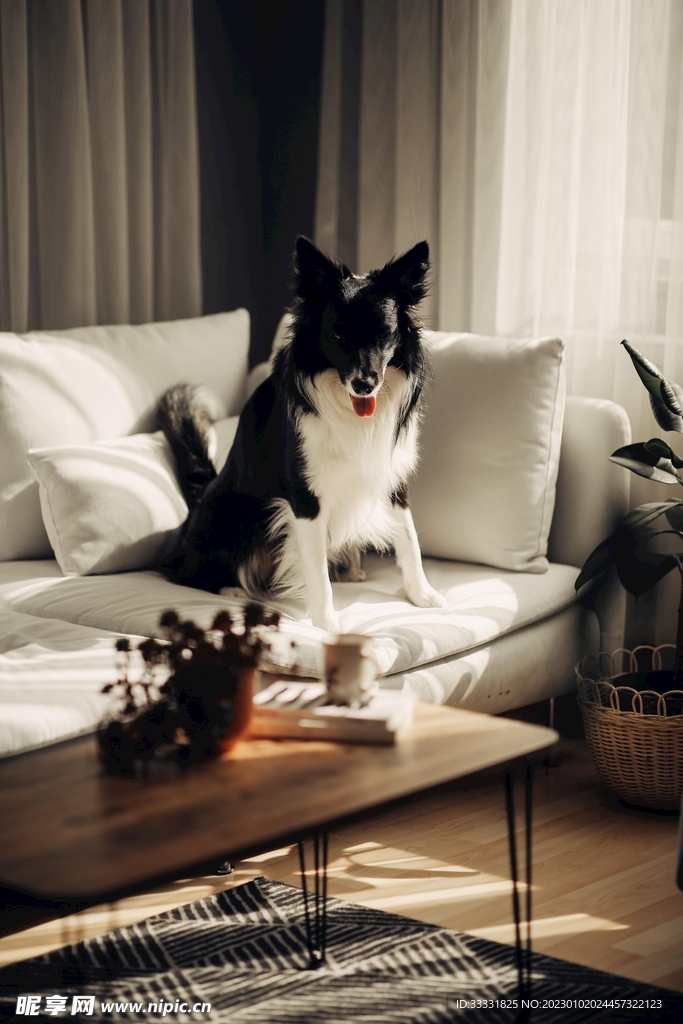 边境牧羊犬