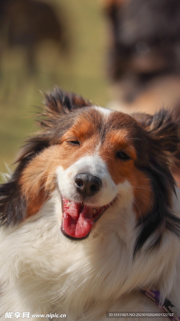 边境牧羊犬