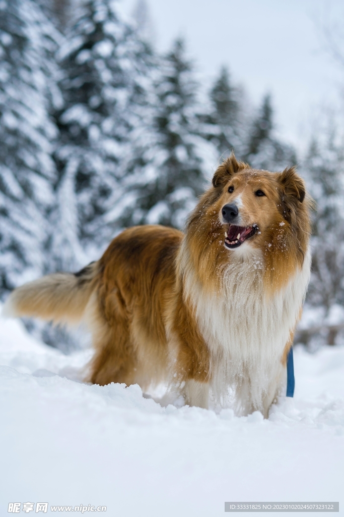 边境牧羊犬