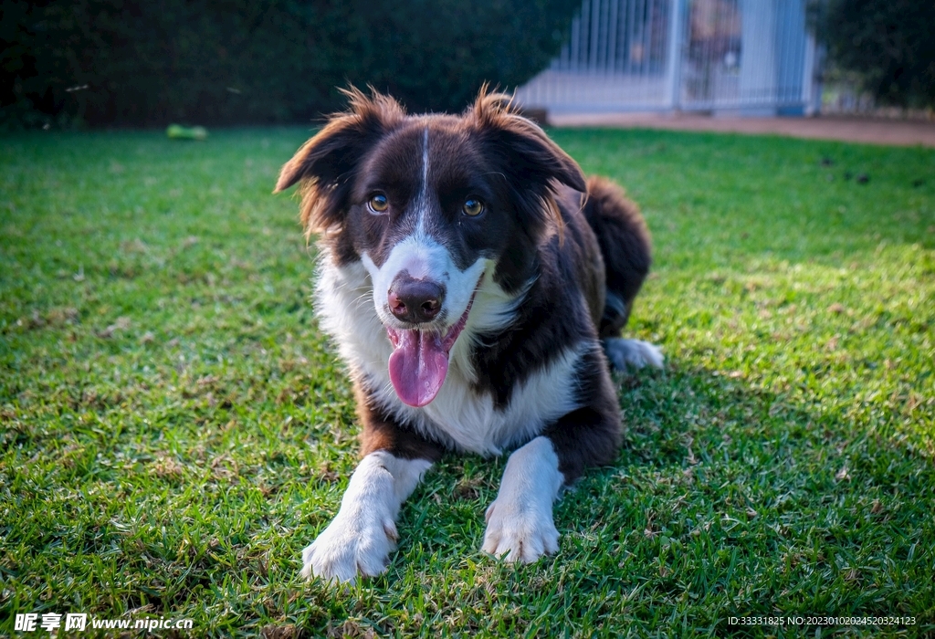 边境牧羊犬