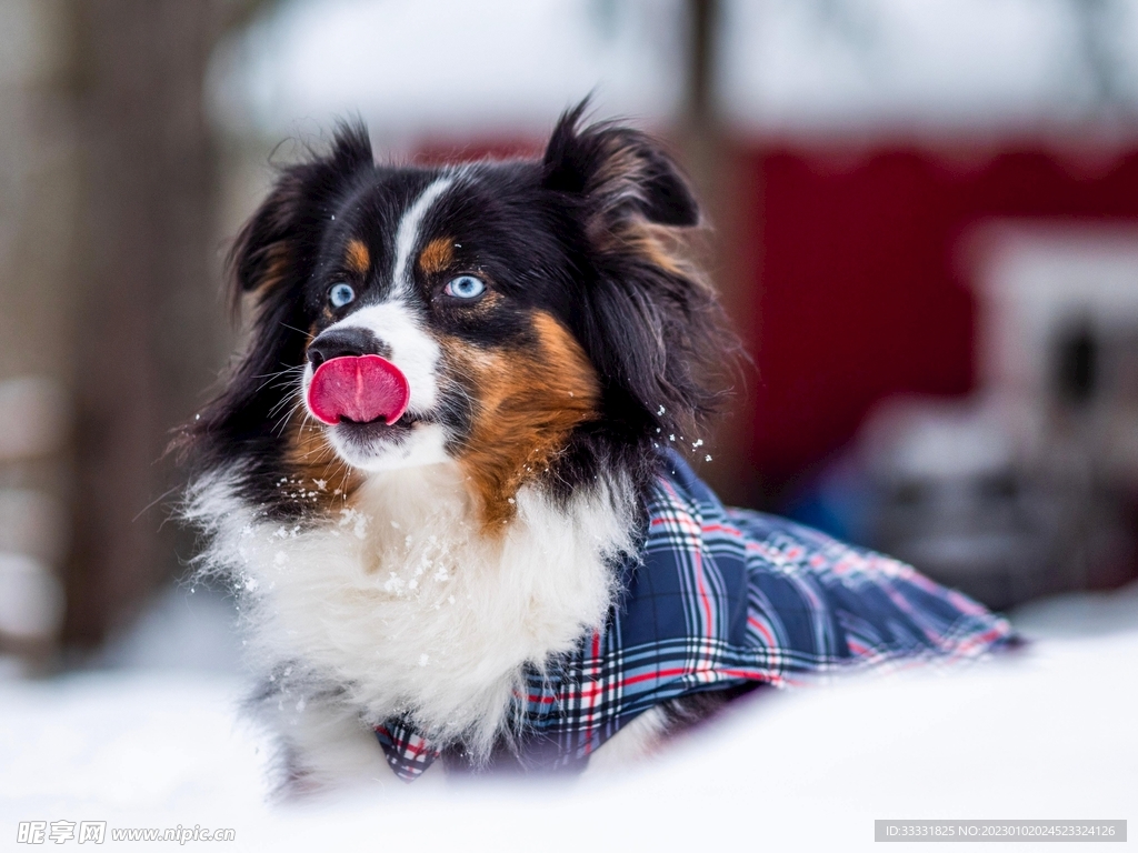 边境牧羊犬