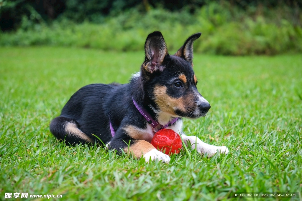 边境牧羊犬