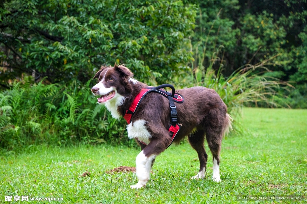 边境牧羊犬