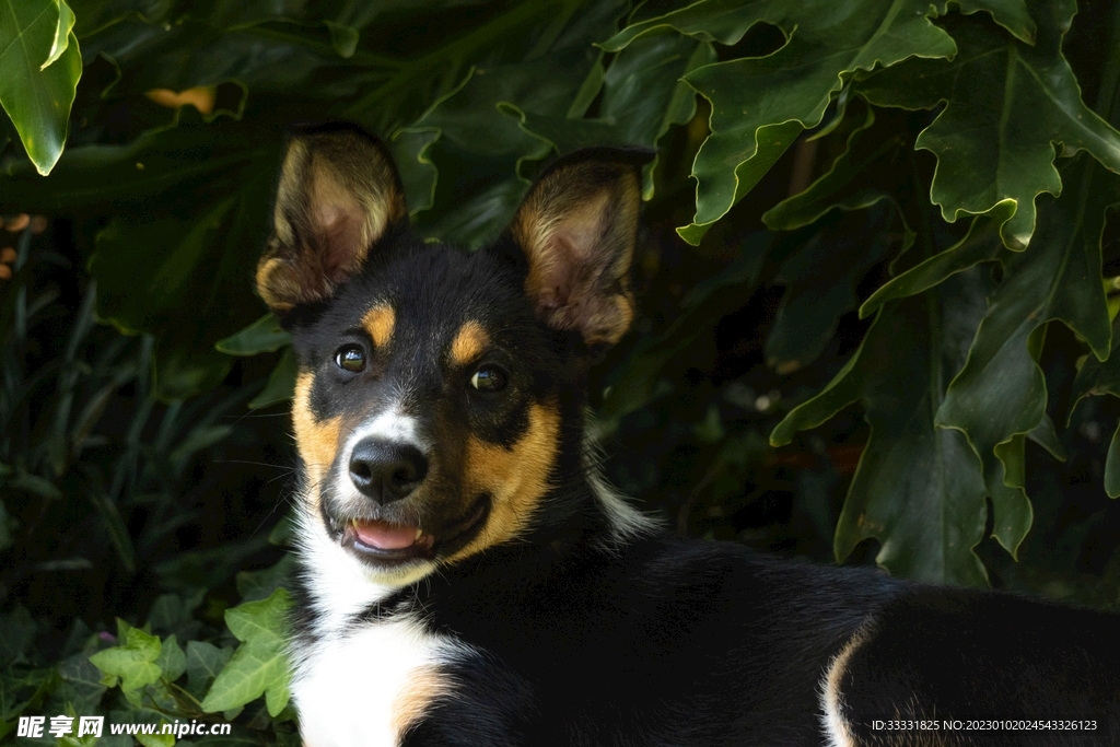 边境牧羊犬