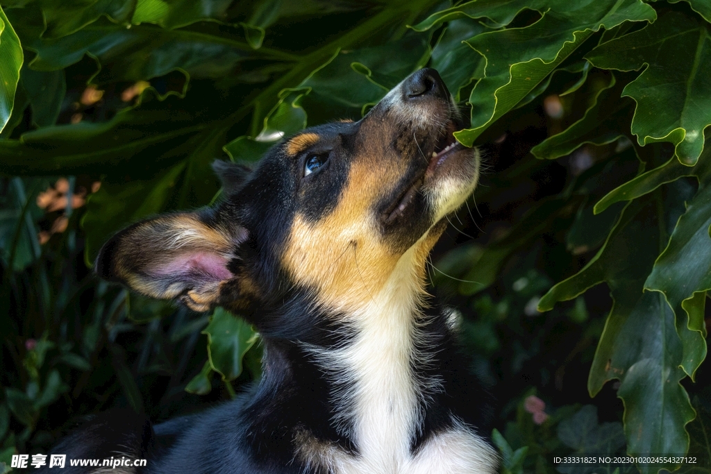 边境牧羊犬
