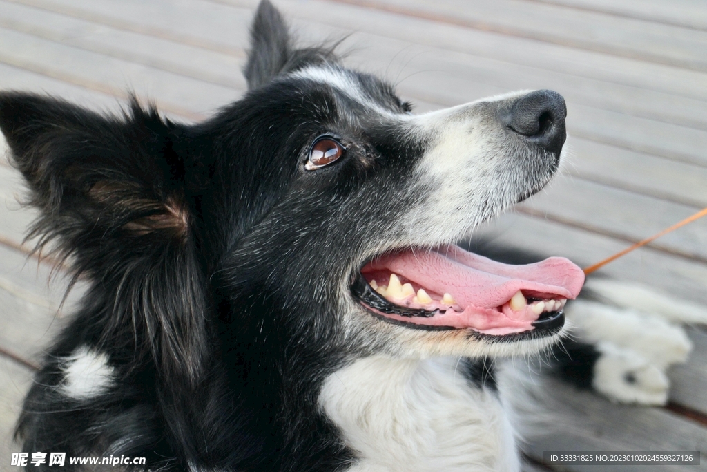 边境牧羊犬