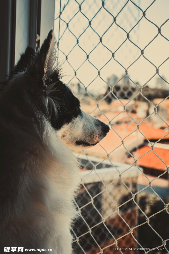 边境牧羊犬