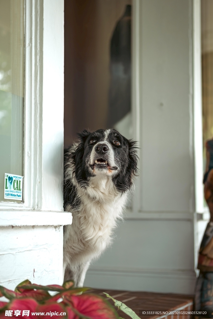 边境牧羊犬