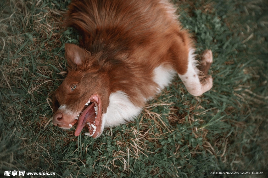 边境牧羊犬